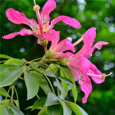 传世无双手游官方