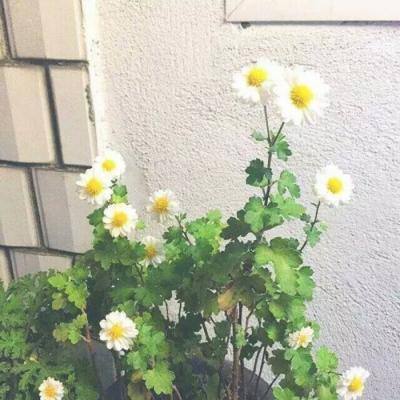 上古之战手游(暂未上线)v1.0 安卓版